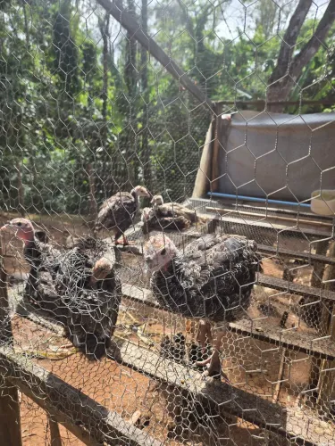 Peruzinhos