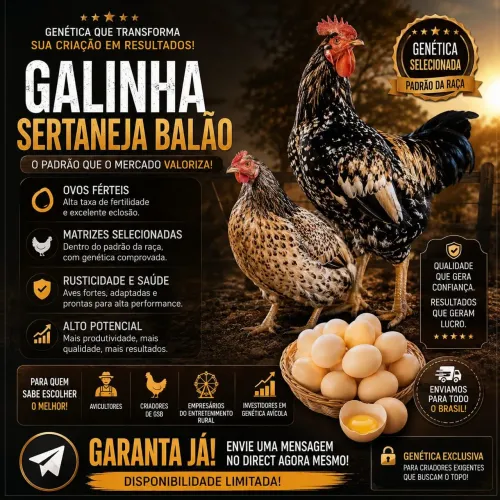 Ovos fertéis de Galinha Sertaneja Balão