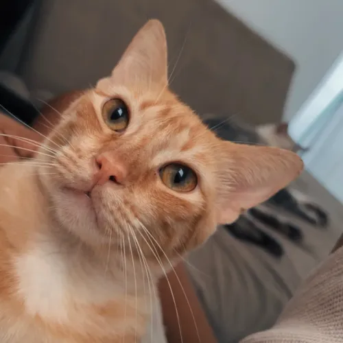 Adoção Responsável - Gato
