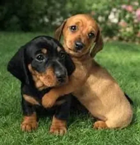 Dachshund: Uma Companhia para Sua Família