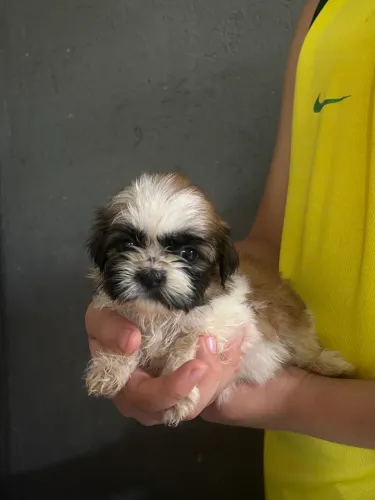 Filhote de shih tzu disponível 
