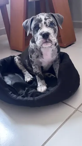 American bully pocket 
