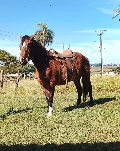 Vendo égua petiça de 3 anos 