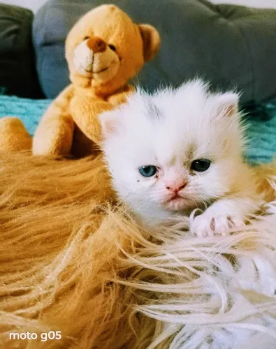 Sou amante de gatos persa, e vendo alguns legítimos, com exame de fiv e felv