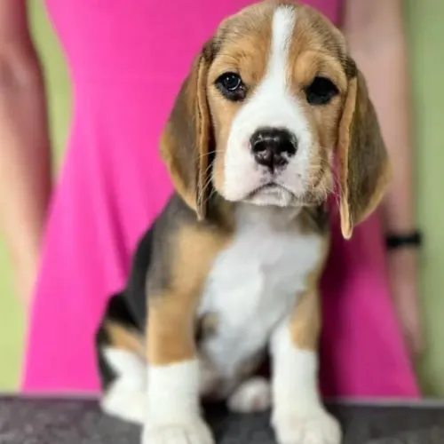 Filhotes de Beagle | Filhotes com charme em cada detalhe!