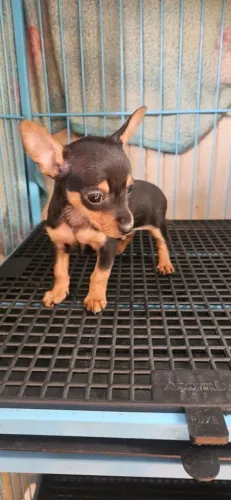 Pinscher Macho zero 0