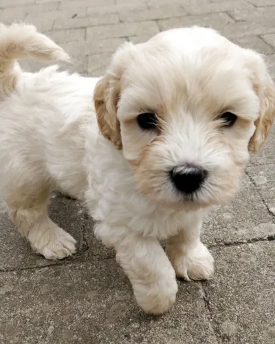 Filhotes de Poodle - Um Companheiro Especial para Toda a Família