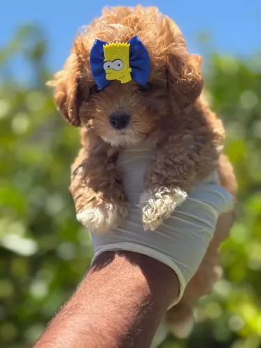 Poodle Toy | Seu parceiro para todas as horas