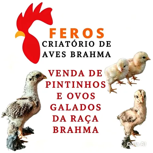 Venda de ovos galados e pintinhos das raças brahmas.