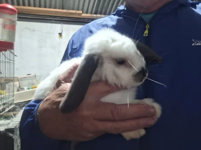 Coelhos mini lop  filhotes 