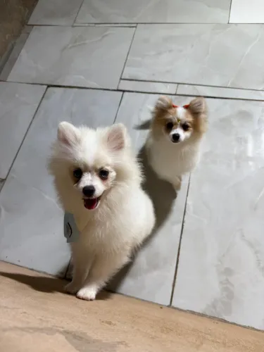 Vendo Lulu da Pomerania anão 