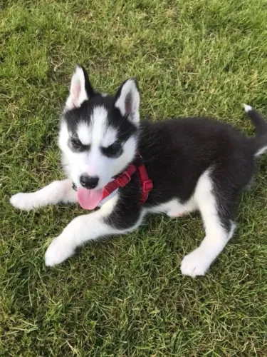 Filhotes de Husky Siberiano | Encanto para compartilhar.