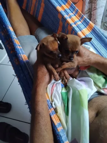 Casal filhote pinscher N° 01