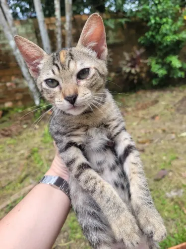 Gatinha com 3 meses e castração garantida para doação 