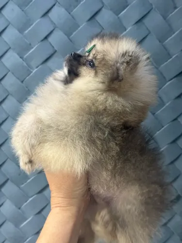 Disponível lindo filhote Lulu (Spitz Alemão)