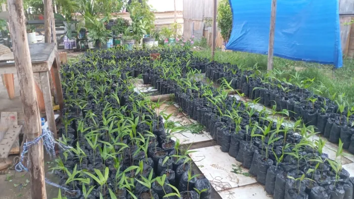 Vendo Mudas de açaí brs pai d?égua