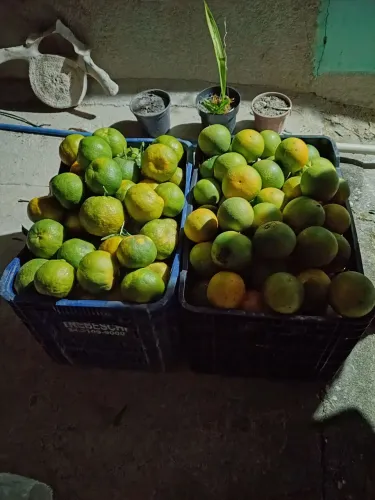 Vendo caixa de laranja ?
