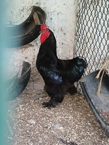 Galo Brahma