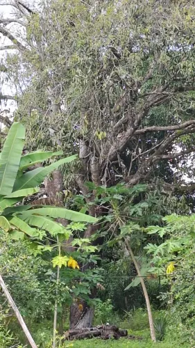 Madeira para Fogueira de São João