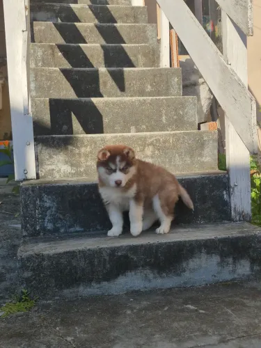 Husky 4 meses