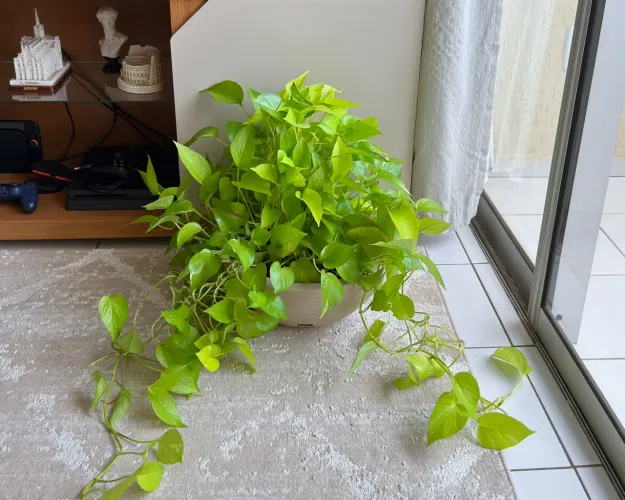 Planta Jibóia Neon volumosa (com vaso)