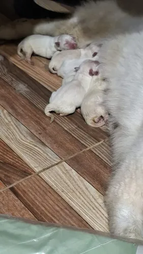 Filhotes de Husky Siberiano