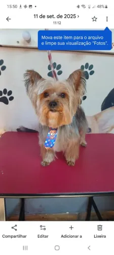 Bebês yorkshire