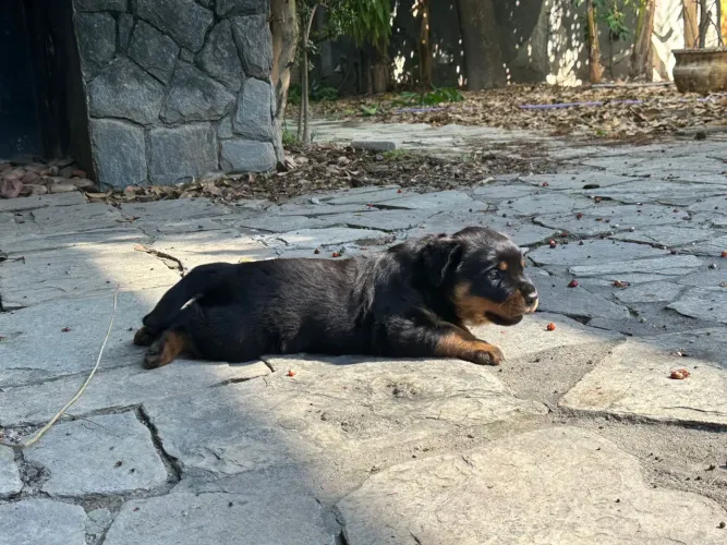 ROTTWEILER FILHOTES PUROS