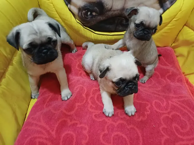 Filhote de PUG