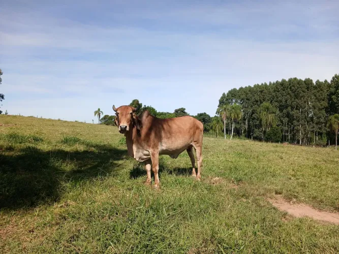 Vendo vaca indubrasil com gir