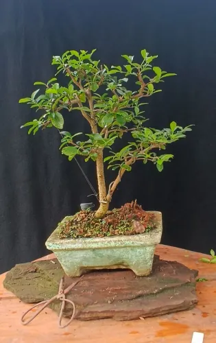 Bonsai acerola