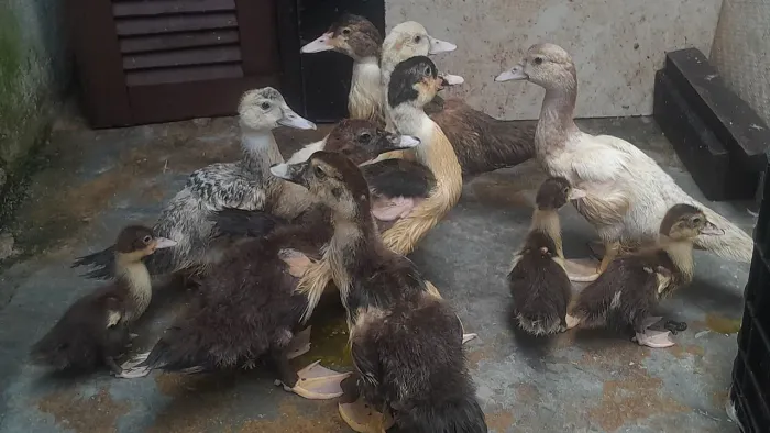 Filhotes de pato