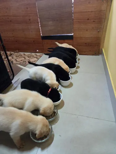 LABRADOR