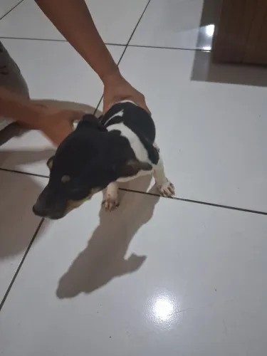 Fox paulistinha 