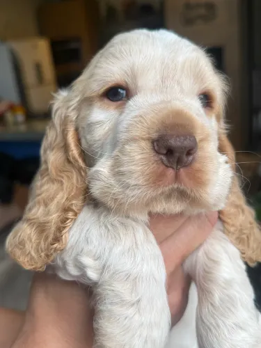 Cocker spaniel inglês
