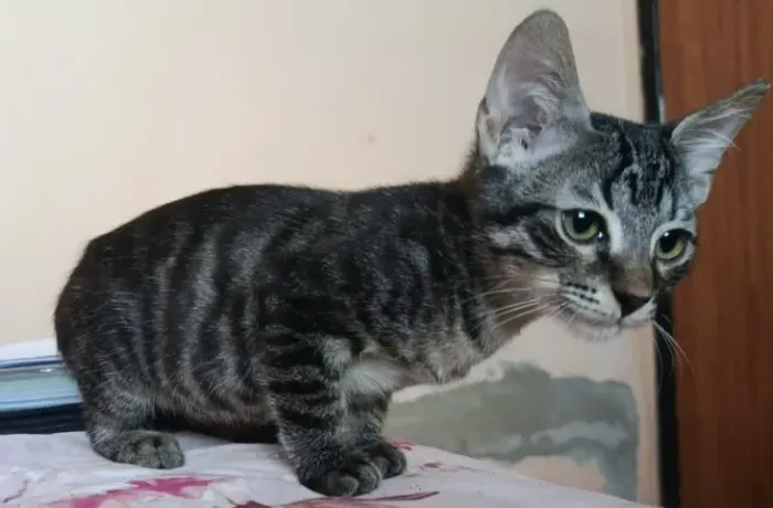 Gatinhos para adoção responsável