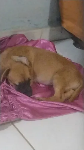 Doação de cachorrinha 