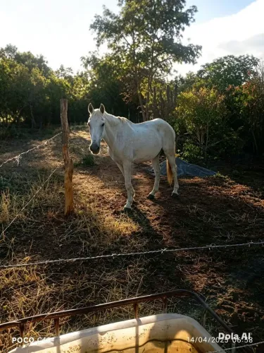 Cavalo com ótimo um ótimo viajeiro R$2.000