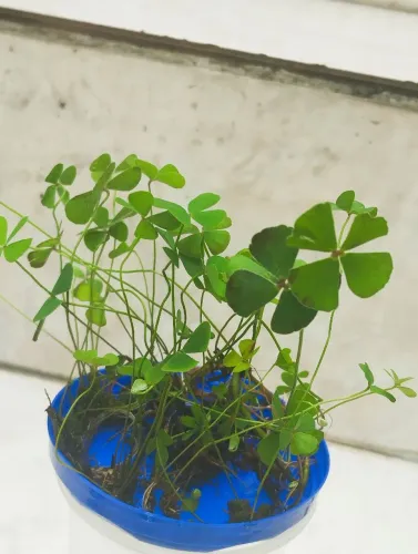Vendo mudas de trevo ? folhas 