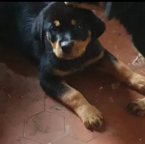 Rottweiler filhote femea linhagem alemã