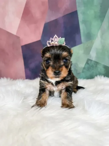 Princesa Yorkshire Fêmea Cheia de Amor