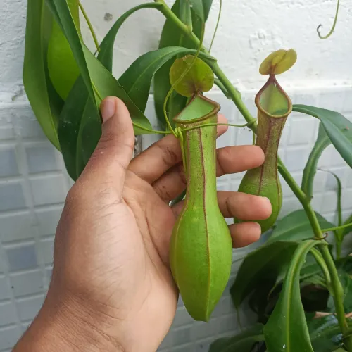 Muda planta carnívora - Nepenthes graciliflora