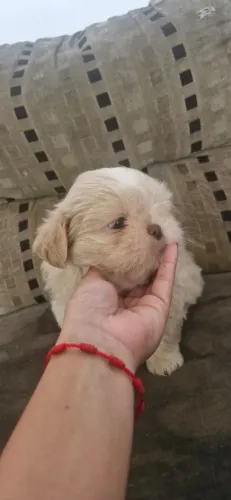 Shihtzu macho