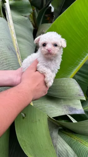 Poodle especial pronto para novos momentos
