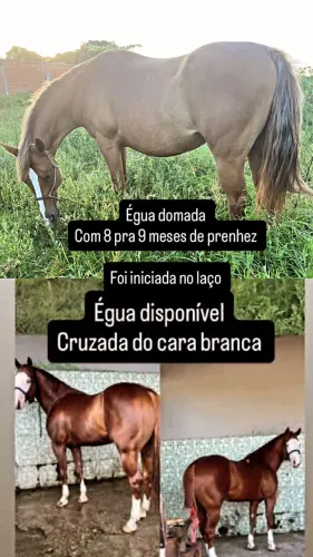 Égua disponível