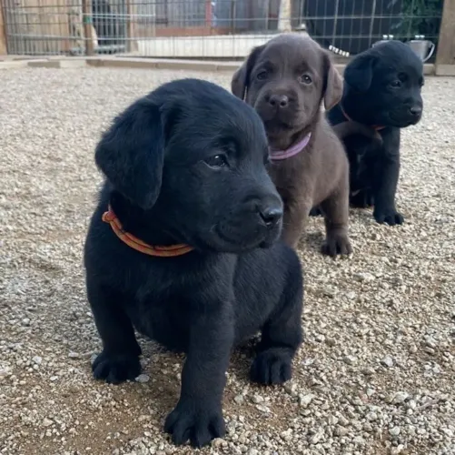 Labrador - Companhia Que Conforta O Coração