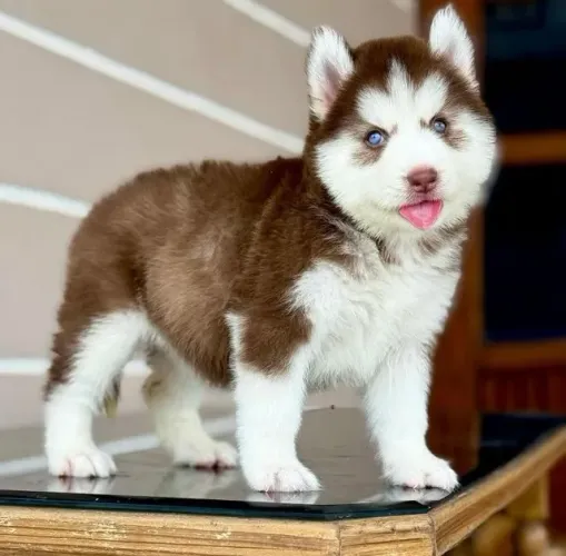 Filhotes de Husky Siberiano | Filhotes super amigáveis.