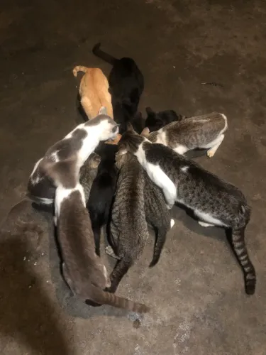Doa se gatos