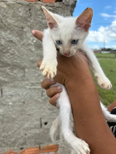 Gatinhos para adoção 