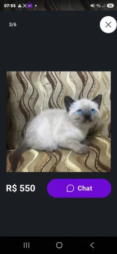 Filhote de gato persa puro